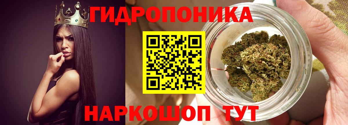 Конопля гибрид Гудермес